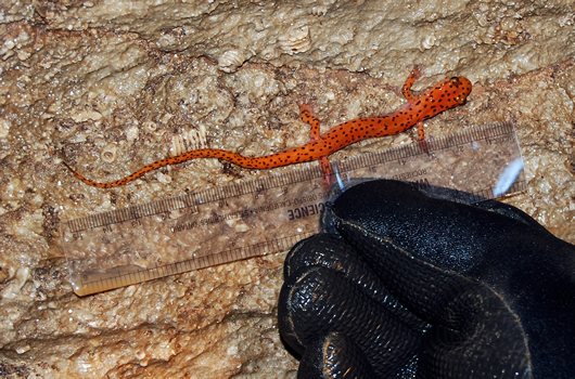 Cave Salamander Being Measured